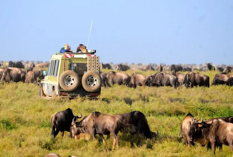 21 Day Uganda, Kenya, Tanzania & Zanzibar Safari paramount gamedrive kenya