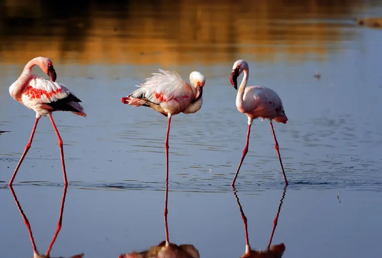 paramount gorilla expeditions flamingo