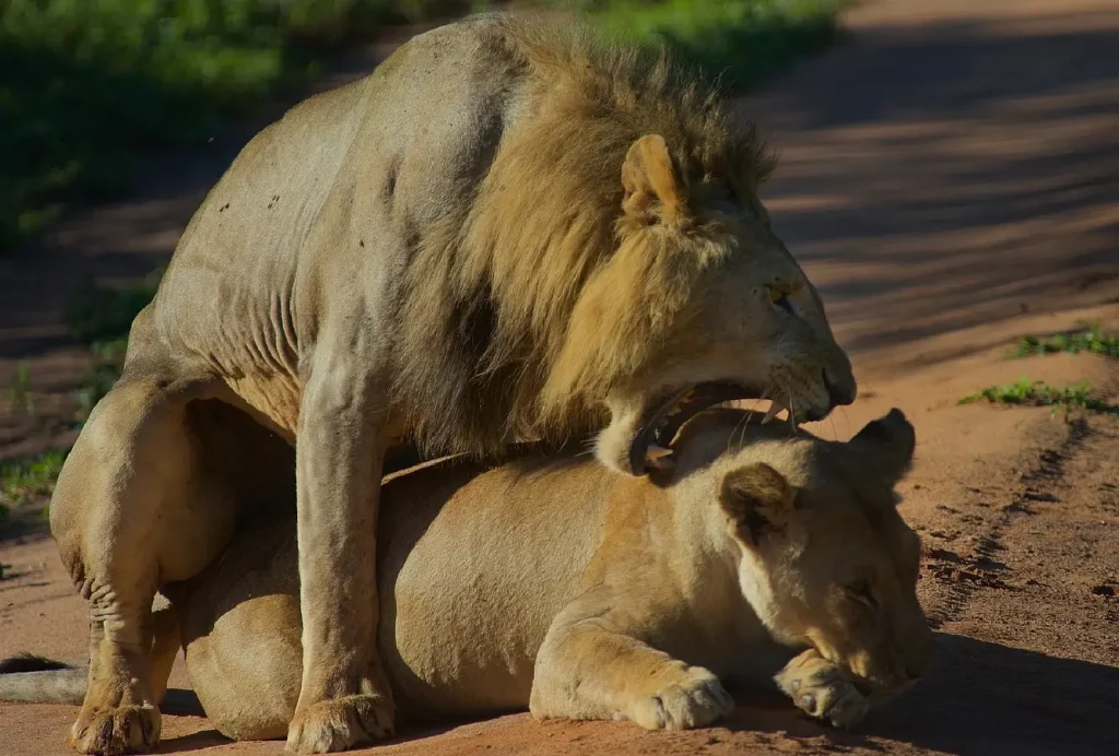 14 day Safari combining the best of Kenya and Tanzania paramount gorilla expeditions lion ngorogoro