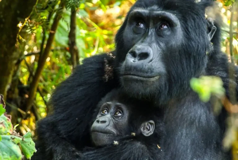 paramount gorilla expeditions mothergorilla