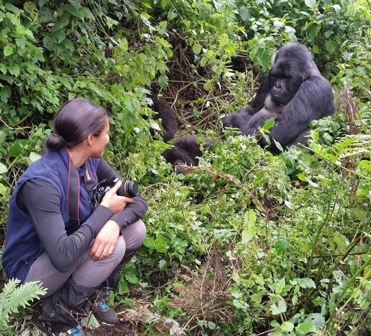 paramount gorilla ugandasafaris gorilla