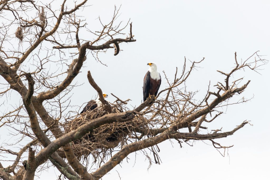 The Ultimate Birding Safari Experience in Uganda: A Symphony of Wings Two African Fish Eagles in a nest on a bare tree in Uganda's western region.