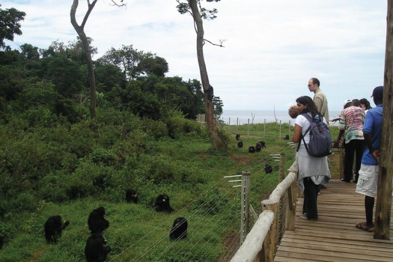 1 Day Ngamba Island Chimpanzee Sanctuary Tour touring ngamba chimp island paramount gorilla