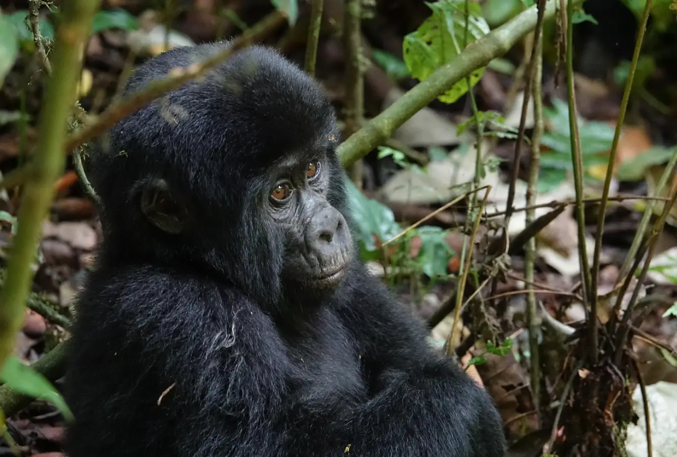 paramount gorilla expeditions chimpanzeetrekking